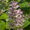 Clary Sage