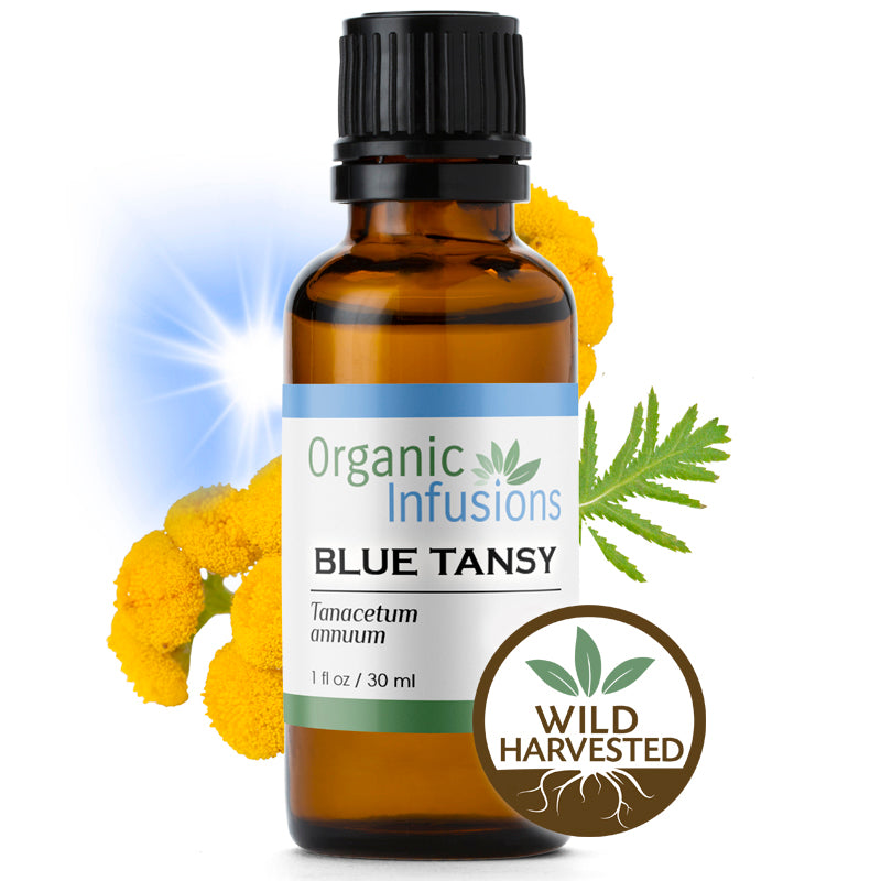 Tansy, Blue