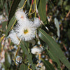 Eucalyptus Globulus