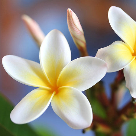 Jasmine White Frangipani Home Fragrance Oil