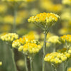 Helichrysum / Immortelle