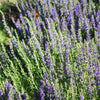 Hyssop