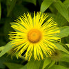 Inula - Corsica