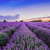 Lavender Maillette