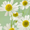 Chamomile, Roman