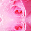 Rose Otto Hydrosol