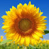 Sunflower Oil, High Oleic/Refined