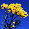 Tansy, Blue