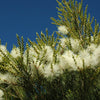 Tea Tree Certified Organic