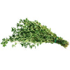 Thyme - Thymol