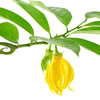 Ylang Ylang Complete