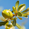 Argan Oil