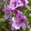 Geranium Hydrosol