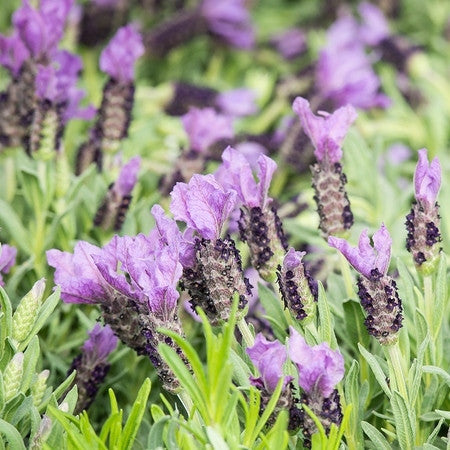 high altitude lavender plants Organic Lavender Essential Oil