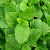 Melissa (Lemon Balm) Hydrosol