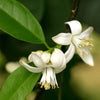 Neroli / Orange Blossom Hydrosol