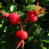 Rosehip Seed Oil