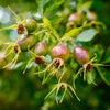 Rosehip, Seed Oil