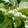 Tamanu Oil