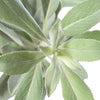 Sage, White Hydrosol