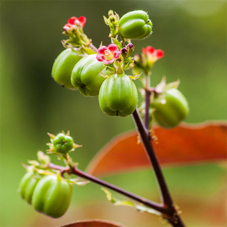 Castor Oil