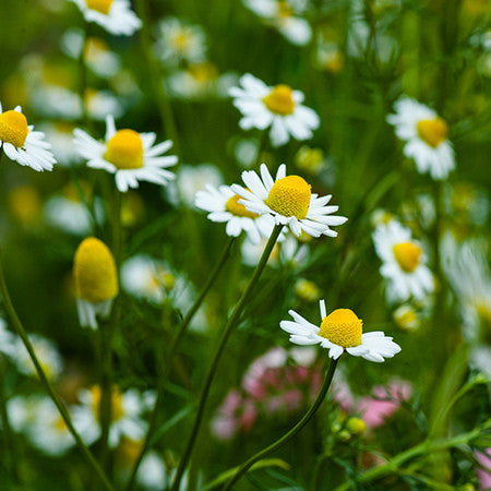 Infused Massage Oil - Chamomile Blue