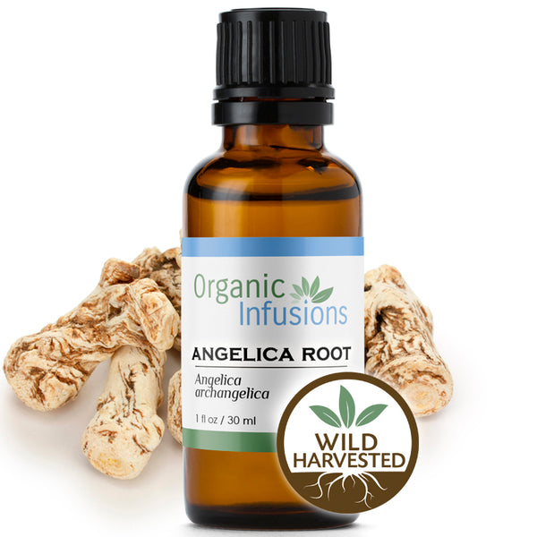 Angelica Root