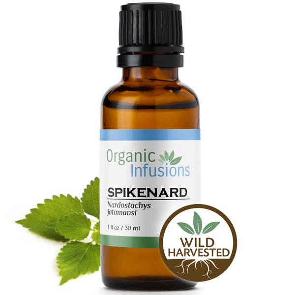 Spikenard (jatamansi)