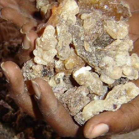 Free Frankincense Essential Oil (2 oz)