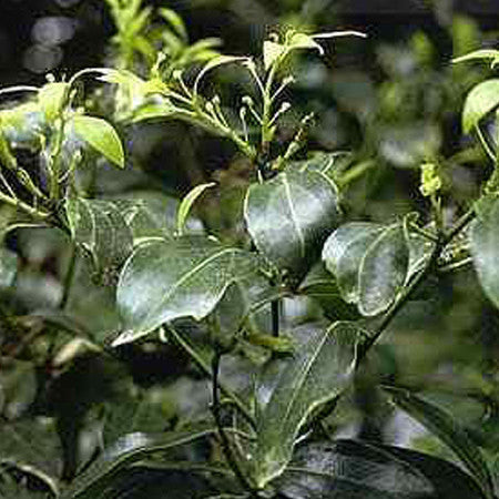 Ravensara Aromatica – Organic Infusions