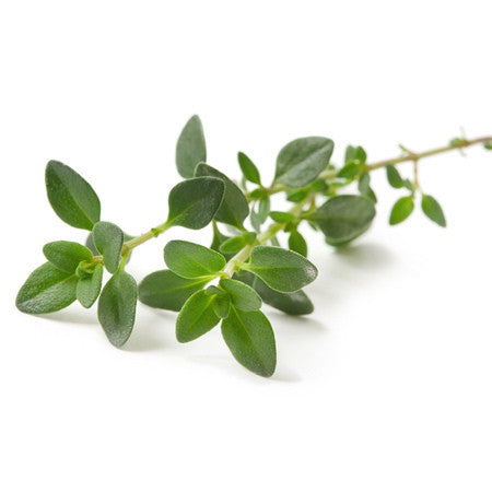 Thyme Linalool Essential Oil | Pure Aromatherapy Oils – Organic Infusions